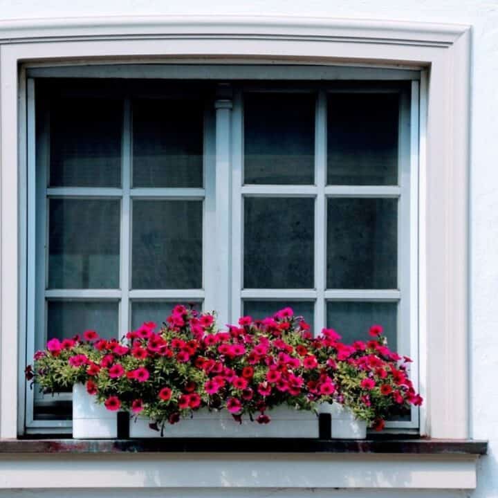 A white-framed window with six panes, featuring a window box filled with vibrant pink and red flowers.