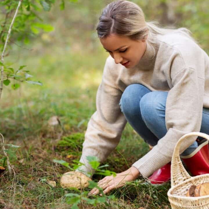 A person wearing a beige sweater and jeans crouches to pick a mushroom in a forest. A wicker basket with more mushrooms is beside them.