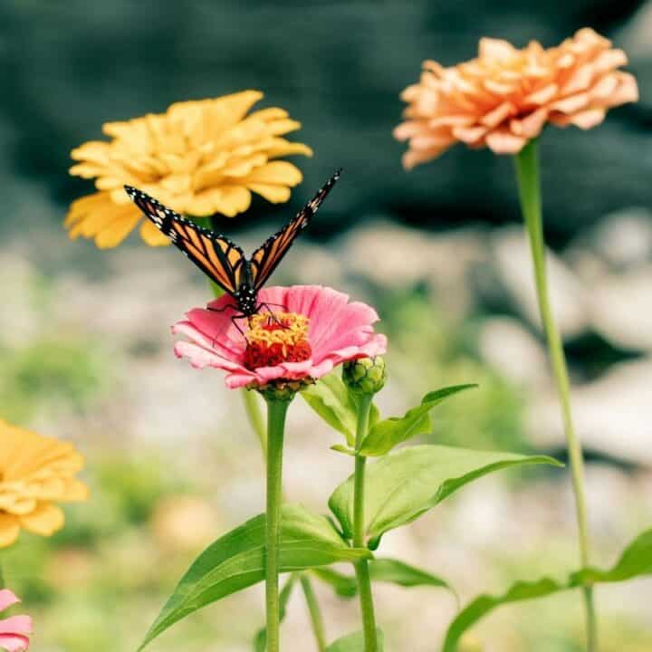 A butterfly rests on a pink flower, surrounded by orange and yellow blooms, with a bee nearby collecting pollen.