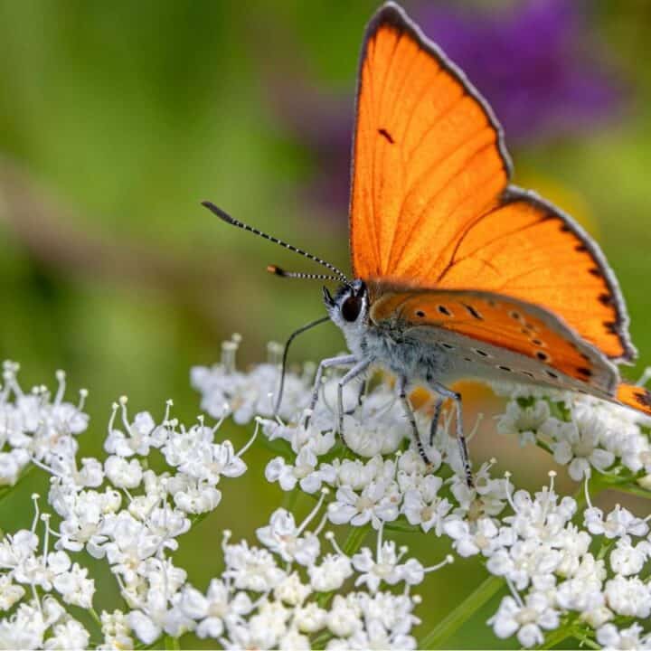 An orange butterfly with black edges on its wings rests on a cluster of small white flowers, with a blurred green background.