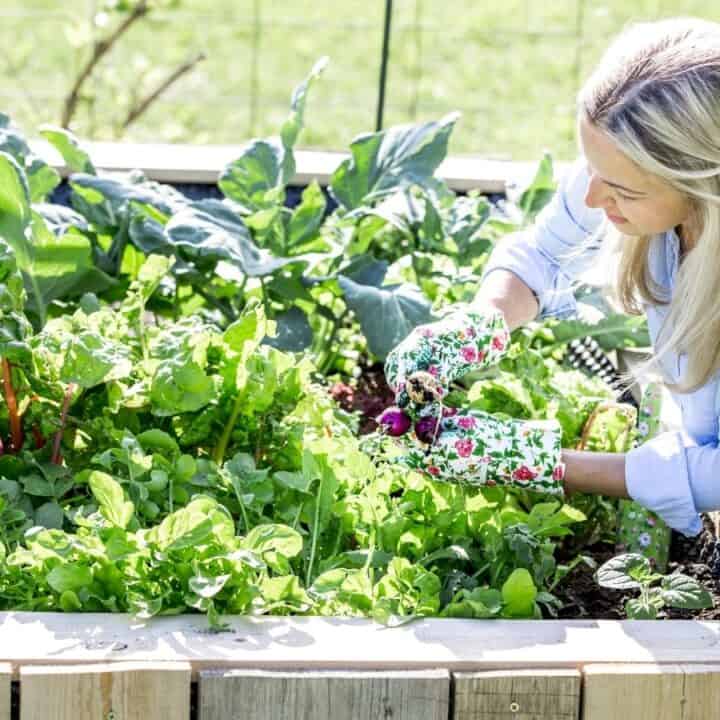 A woman wearing floral gloves harvests vegetables from a raised wooden garden bed filled with leafy greens.