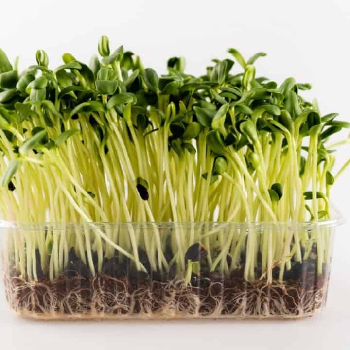 A clear plastic container filled with green microgreens growing in soil, showing visible roots against a white background.
