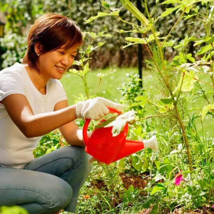 A person wearing gloves waters plants in a garden with a red watering can on a sunny day.