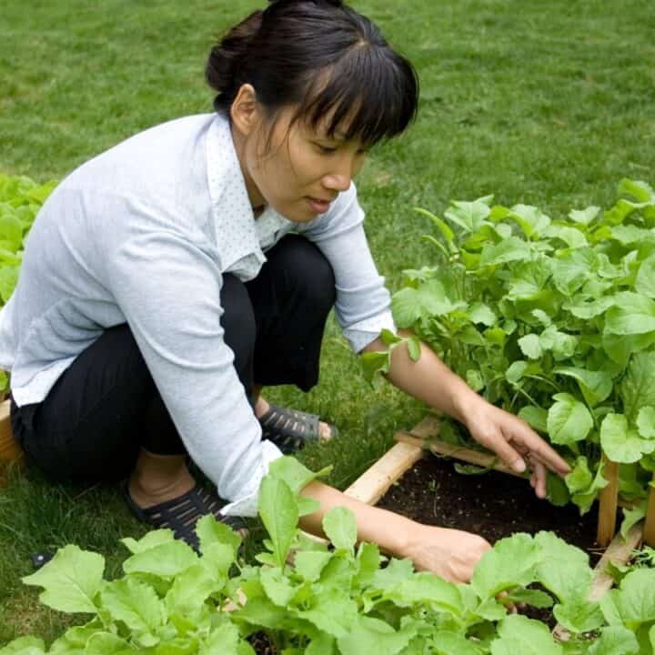 A woman crouches in a garden, tending to leafy green plants growing in raised wooden beds on a grassy lawn.