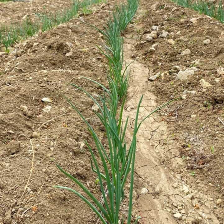 Rows of young green onion plants growing in tilled soil on a farm.