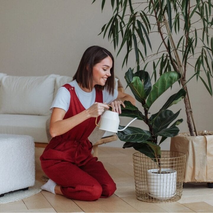 A woman kneels on the floor and waters a potted plant with a white watering can in a modern living room with a white sofa and ottoman.
