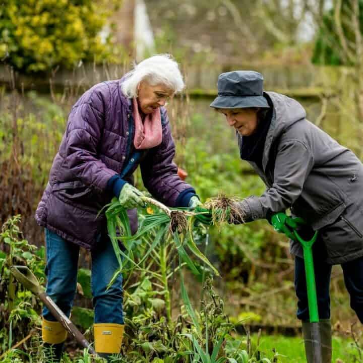 Two people wearing coats and boots work together in a garden, pulling up plants, against a backdrop of greenery and a wooden fence.