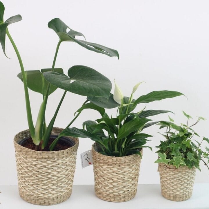Three potted plants are arranged in a row against a white background. Each plant is in a woven basket, displaying various shades of green foliage and different leaf shapes.