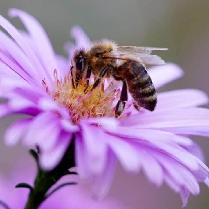 A bee collects nectar from a purple flower in close-up.