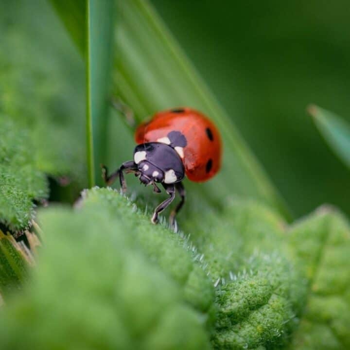 A close-up of a ladybug with red and black spots crawling on a green, textured leaf, surrounded by blurred green foliage.