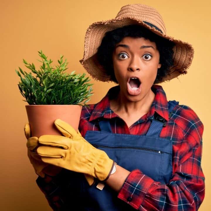 A person wearing a straw hat, plaid shirt, and gloves holds a potted plant and looks surprised against a plain yellow background.