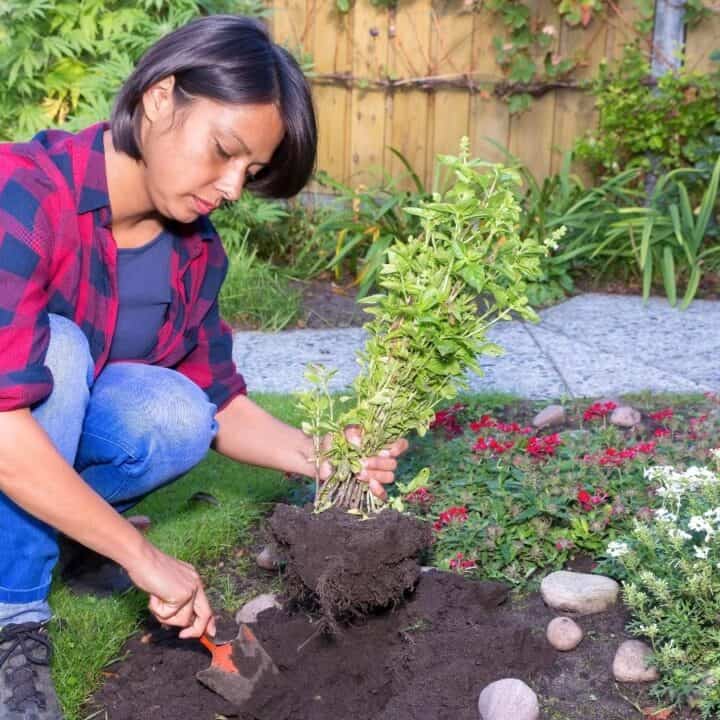 A person wearing a red and black plaid shirt plants a small bush in a garden bed using a trowel, surrounded by grass, flowers, and rocks.