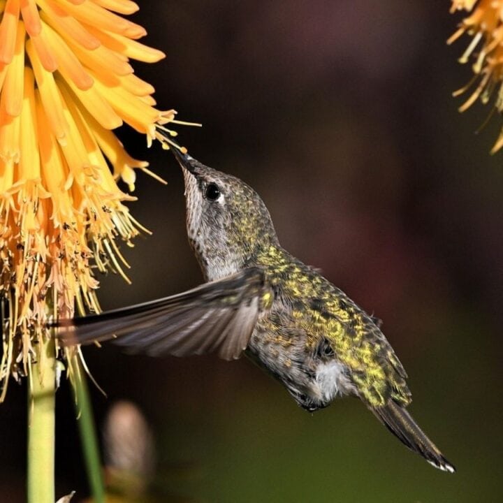 A hummingbird feeds from an orange flower, hovering in mid-air with wings blurred from rapid movement.