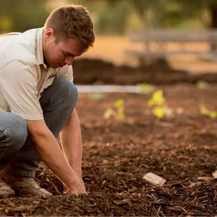 A person wearing a beige shirt and jeans squats and tends to soil in a garden or farm plot with small plants in the background.