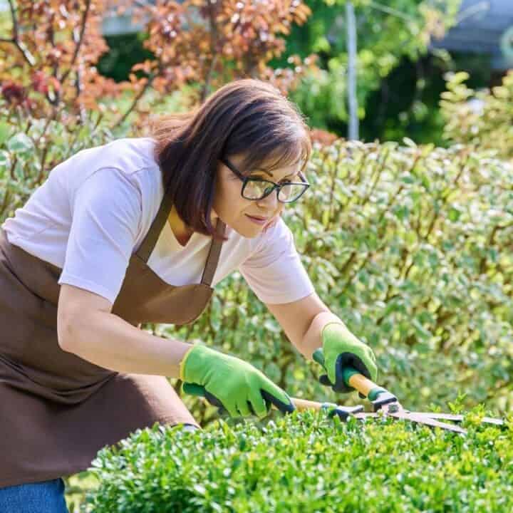 Woman wearing gloves and an apron trims green bushes with hedge shears in a garden.