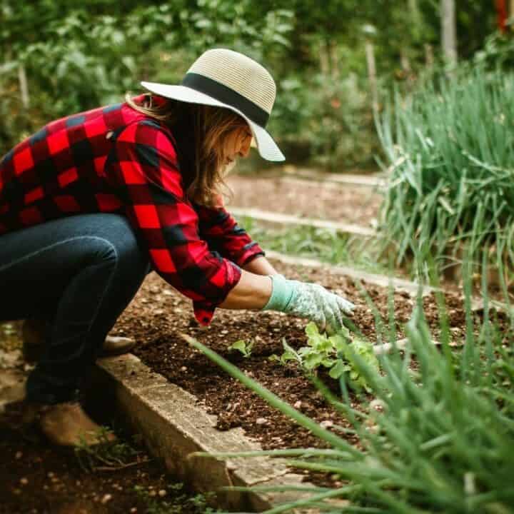 A person wearing a straw hat, red plaid shirt, and gloves tends to plants in a garden.