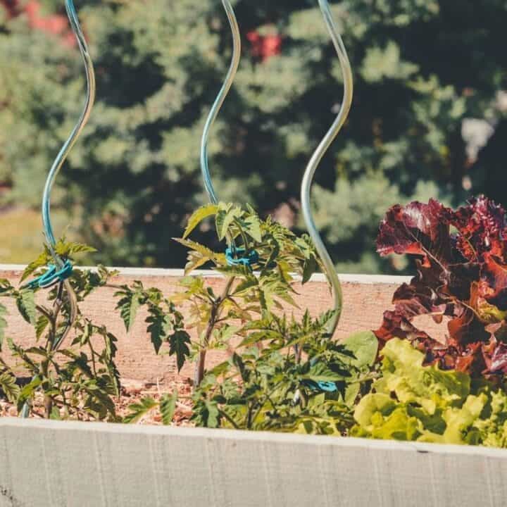 Wooden planter box with growing tomato plants supported by spiral stakes, alongside red and green lettuce. Background includes blurred garden and trees.
