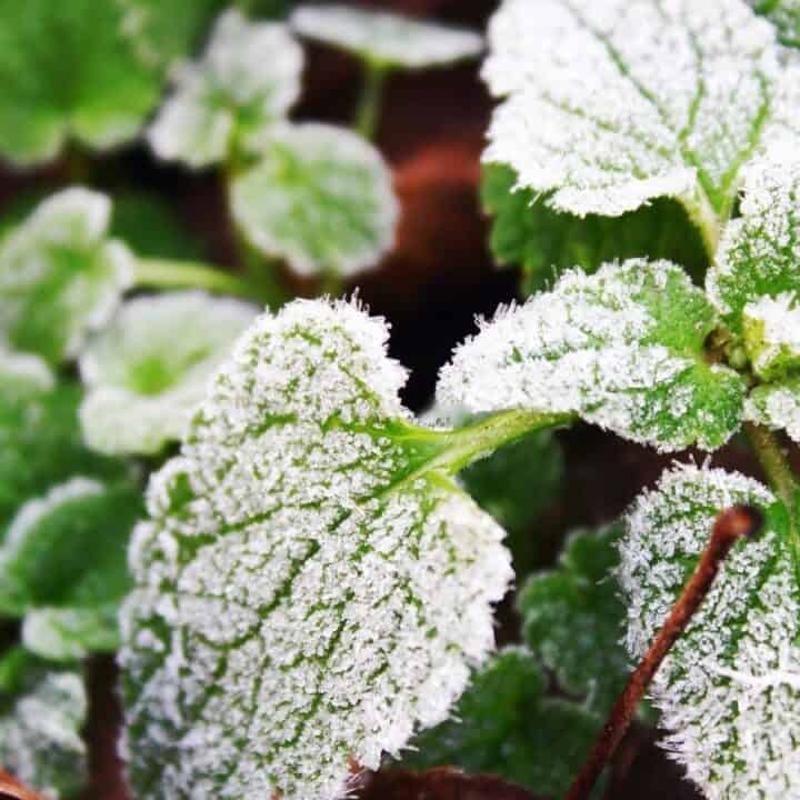 Close-up of green leaves covered with frost, displaying intricate ice crystals on their surfaces, surrounded by brown foliage.