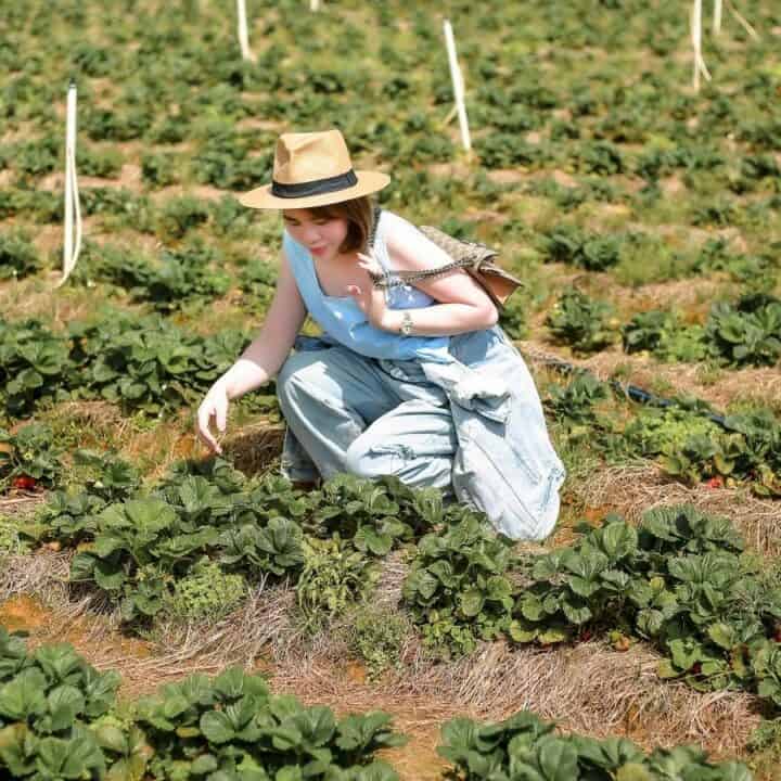 Person wearing a hat and blue overalls crouches in a strawberry field, inspecting the plants.