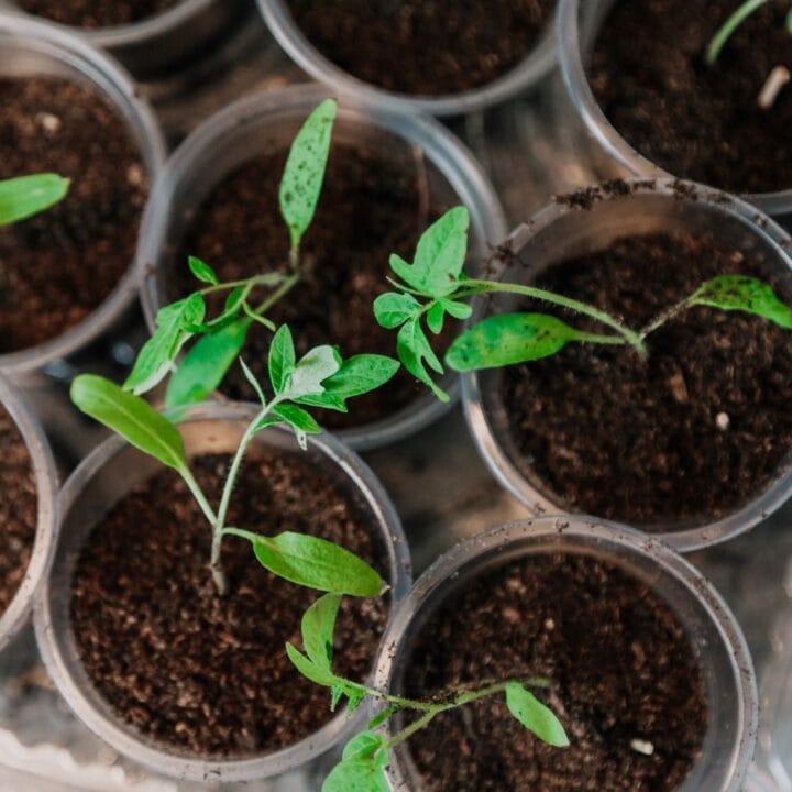 Small green seedlings in transparent plastic cups filled with soil, arranged in rows.