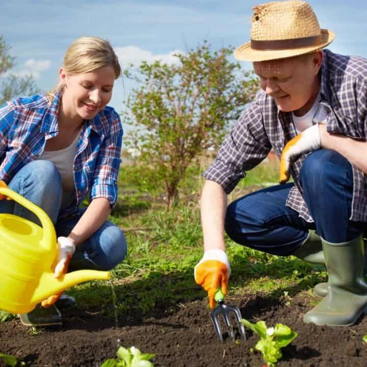Two people gardening outdoors, one waters plants with a yellow watering can, while the other uses a hand fork. Both wear plaid shirts and gloves.