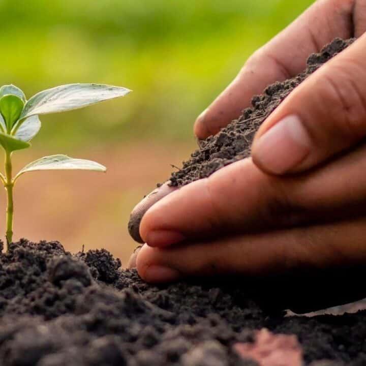 A close-up of a hand gently adding soil around a small green seedling growing from the ground.