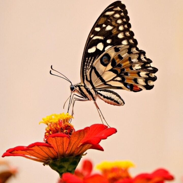 Butterfly with patterned wings perched on a red flower, sipping nectar. Background is softly blurred, highlighting the butterfly and the flower.