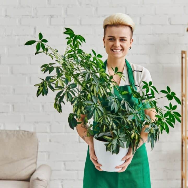 Person in a green apron smiling while holding a large potted plant indoors, with a white brick wall and shelves in the background.