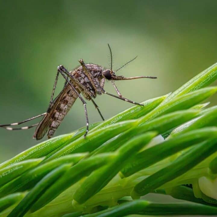 A close-up of a mosquito perched on a green plant with a blurred green background.