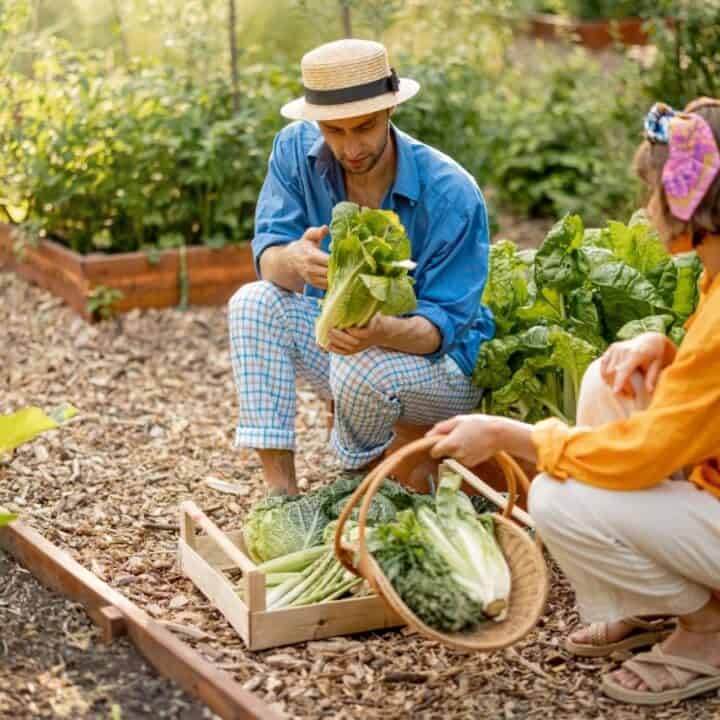 Two people harvest leafy greens and other vegetables in a garden, placing them in wooden baskets and crates.