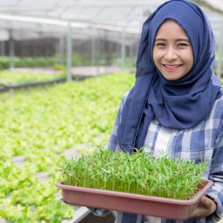 A person in a blue hijab holds a tray of seedlings in a greenhouse filled with rows of plants.