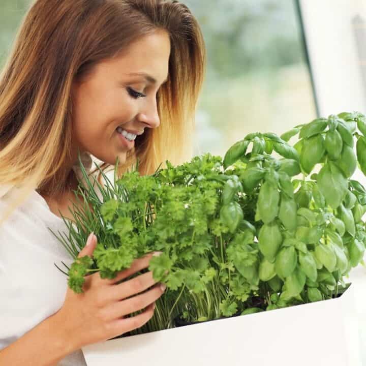 A woman smiles at a white pot filled with various fresh green herbs indoors.