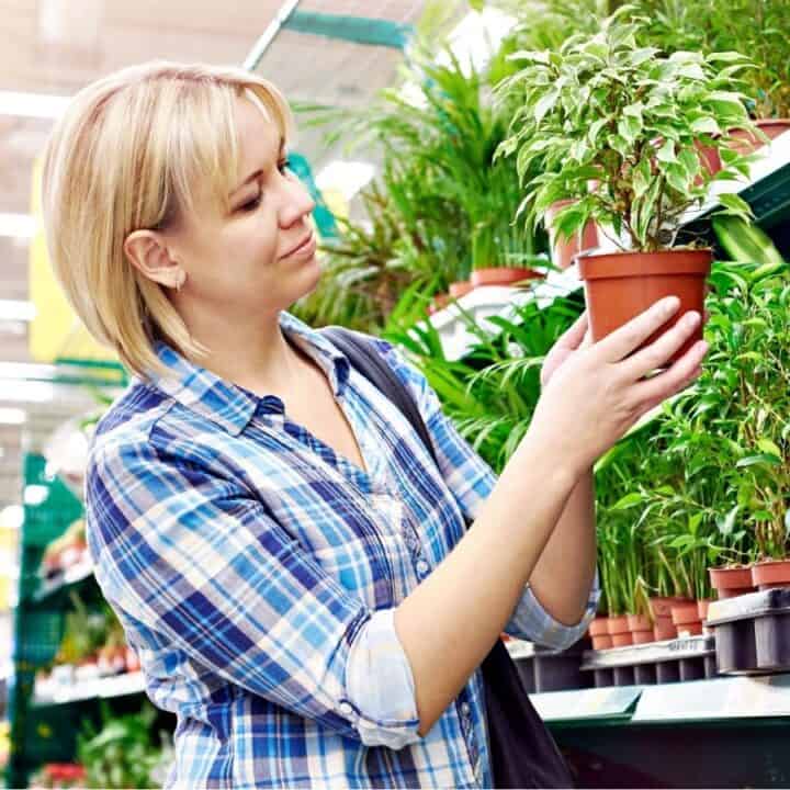 A woman in a plaid shirt examines a potted plant while shopping in a store’s gardening section.