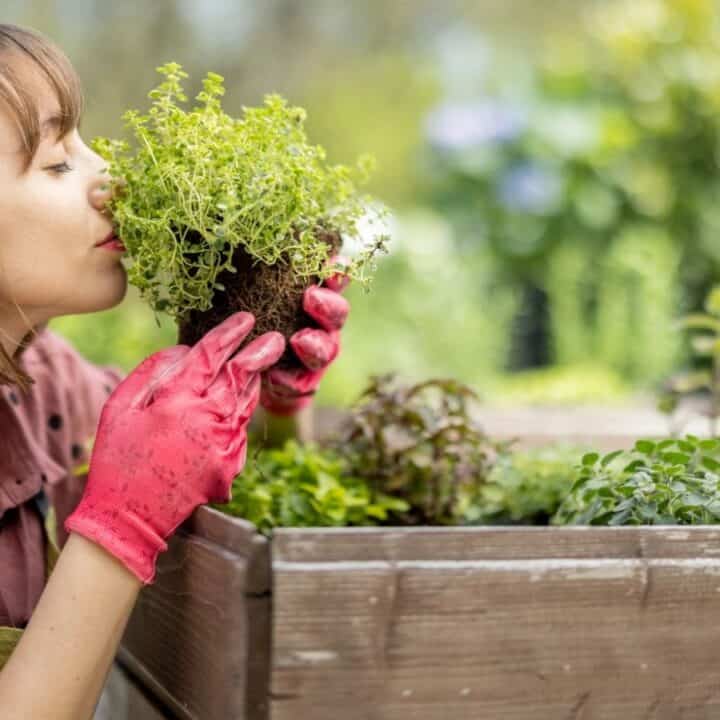 Woman wearing pink gloves holds and smells a potted herb plant next to a raised wooden garden bed filled with green plants.