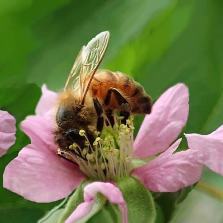 Two bees collecting pollen from pink flowers with green leaves in the background.