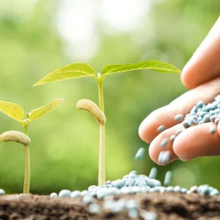A hand sprinkles blue granular fertilizer near young green seedlings growing in soil, with a blurred green background.