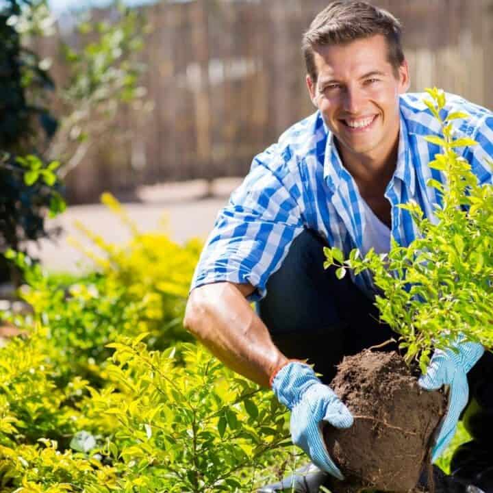 Man in a blue plaid shirt and gloves planting a shrub in the garden on a sunny day, smiling at the camera.