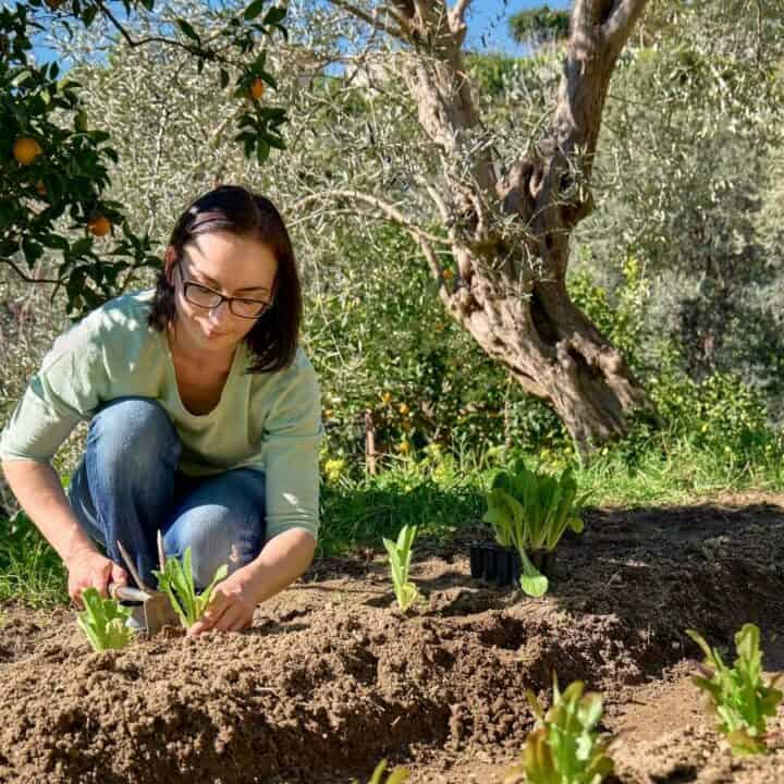 A person kneels in a garden, planting small green plants in rows, surrounded by trees and greenery under a clear blue sky.