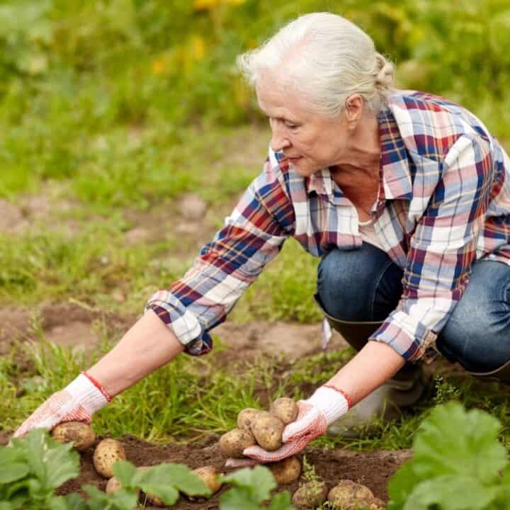 Older woman wearing gloves and boots harvests potatoes in a garden, crouching down and placing potatoes in a pile on the soil.