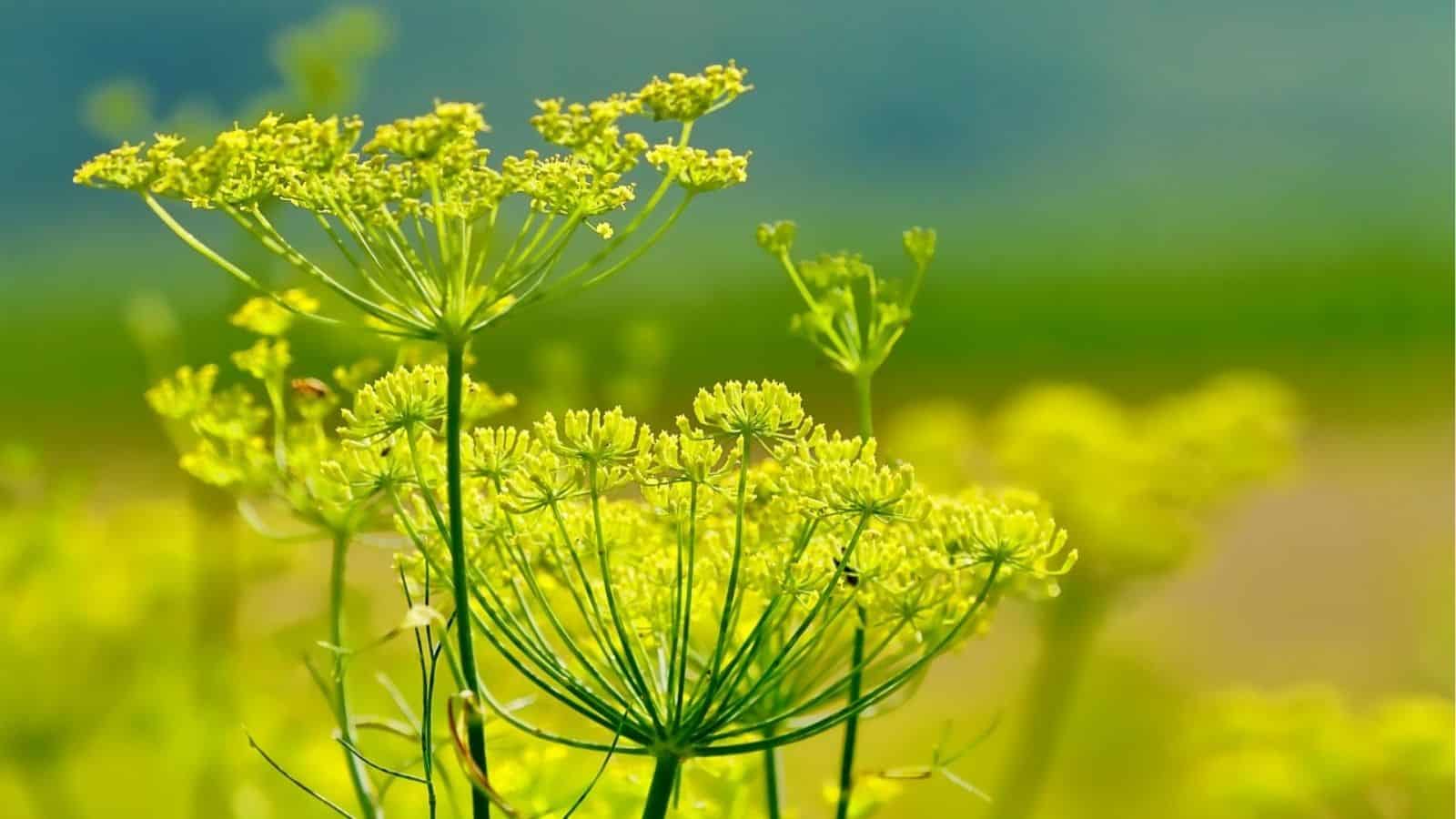 Close-up of green dill plants with clusters of yellow flowers in a blurred natural background.