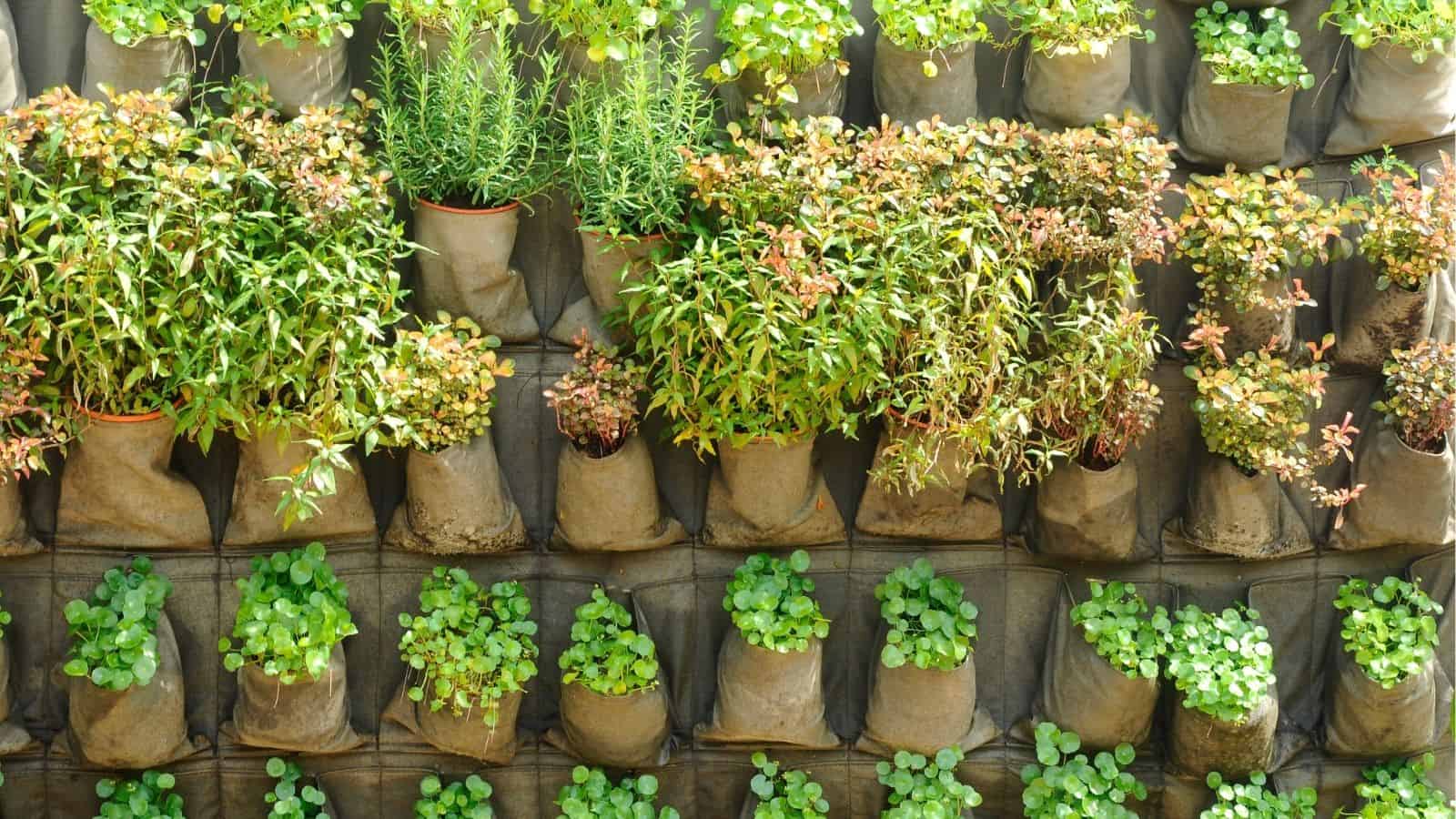 A vertical garden with multiple rows of plants growing in fabric pockets attached to a wall.