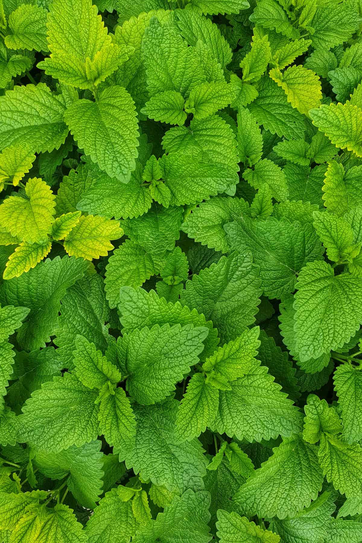 A dense cluster of bright green mint leaves, characteristic of diverse mint varieties, displays serrated edges with some leaves slightly yellowing.