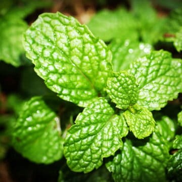 Medium Mints 15 Mint Varieties You Need to Know (and How to Use Them)