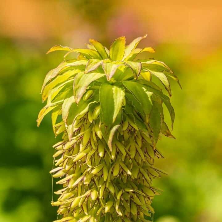 A close-up of a tall flower spike with green, downward-pointing, clustered petals and leaves, set against a blurred green and yellow background.