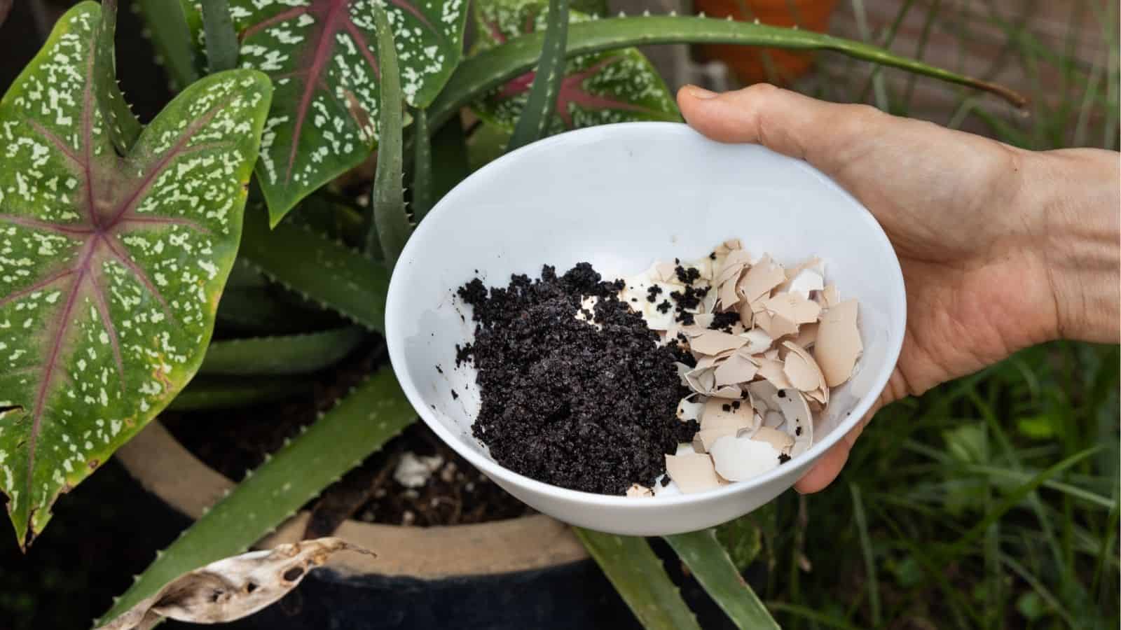 A hand holds a bowl containing coffee grounds and eggshells near a potted plant with green and white leaves.