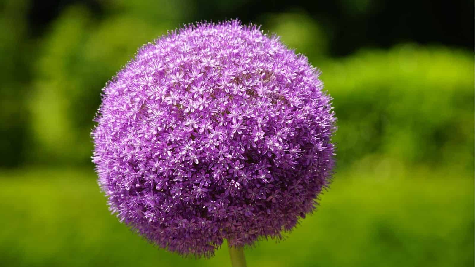 A close-up of a purple allium flower in full bloom, showing its spherical cluster of tiny star-shaped blossoms against a blurred green background.