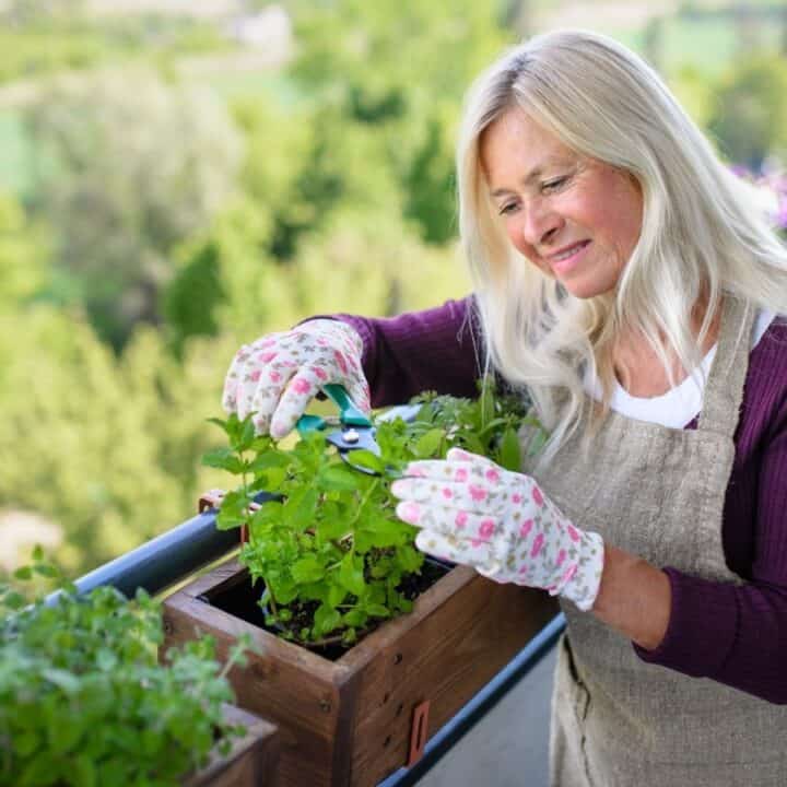 A woman wearing gardening gloves and an apron trims herbs in a wooden planter box on a balcony with flowers and greenery in the background.