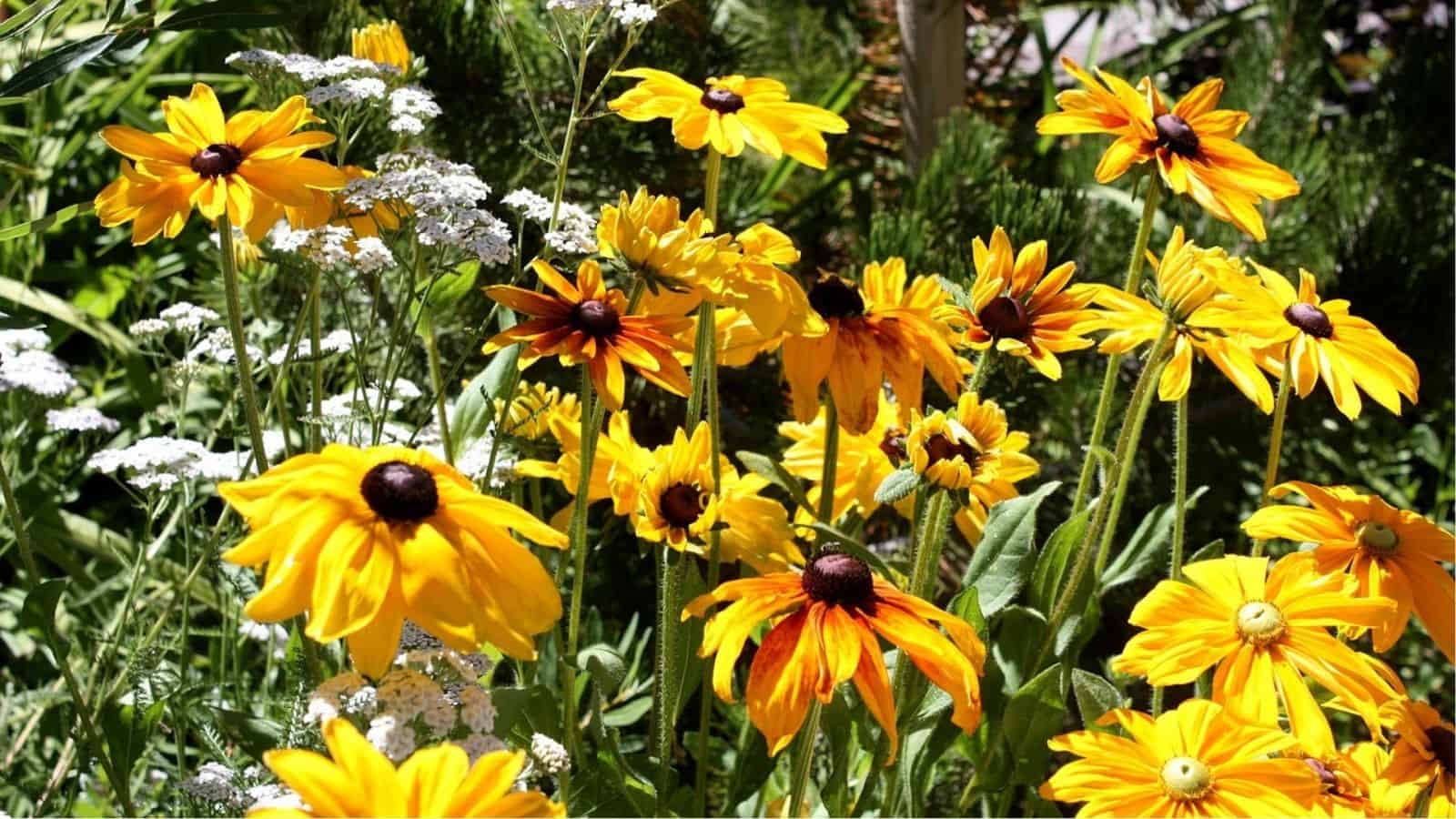 Yellow and orange Black-eyed Susan flowers with dark centers grow among clusters of small white flowers and green foliage in a sunlit garden.