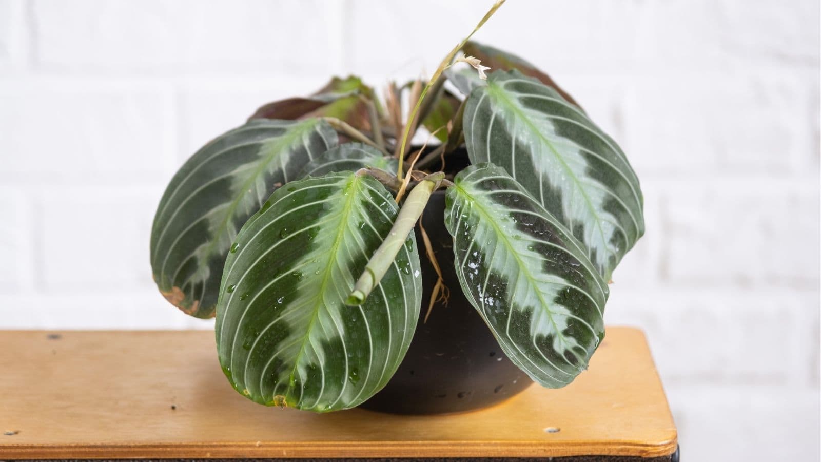 A potted plant with large, drooping green leaves sits on a wooden surface against a white brick background.
