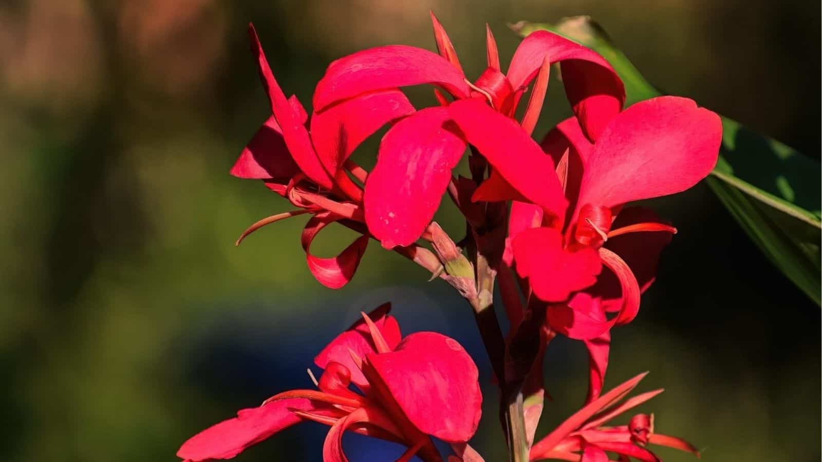Close-up of a red canna lily flower with green blurred background.